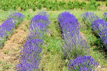 Obraz premium lavender field provence france