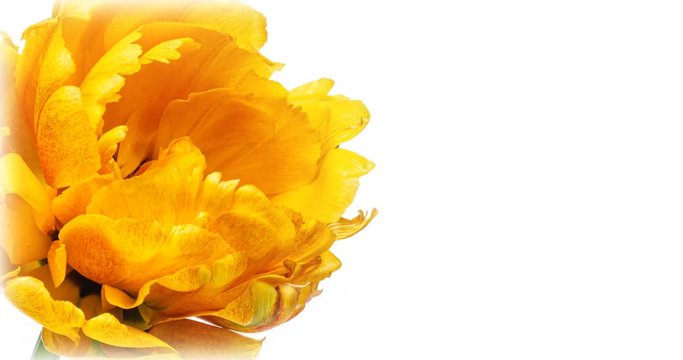 Opening of beautiful large yellow Tulip flower on white background. The Variety Golden Ducat. Springtime. Holiday, love, birthday design backdrop. With place for text or image. 4К