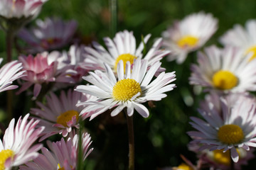 Fototapeta premium Gänseblümchen