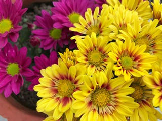 yellow chrysanthemum flowers