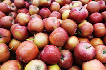 Background image of a harvested crop of red juicy ripe apples piled in a pile to be eaten