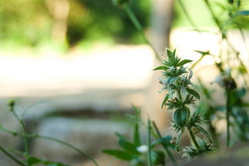 Detalle de flor en un parque de Barcelona