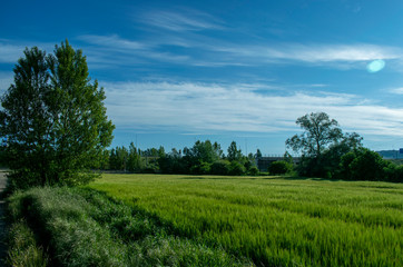 Prados y campos de cultivo en verano.
