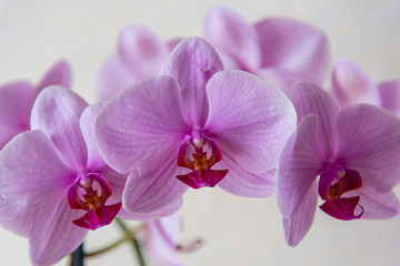 Naklejka na ściany i meble Close-up shot of orchid flowers