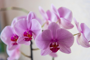 Naklejka na ściany i meble Close-up shot of orchid flowers