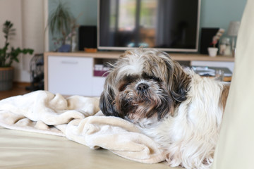 Furry, sleepy Shih Tzu petd og waking up, lying in his beige blanquet on the couch in front of TV