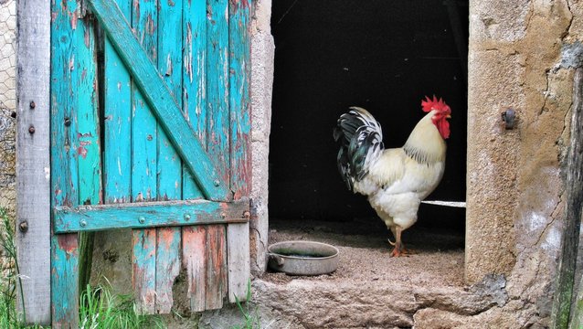 Rooster In Barn