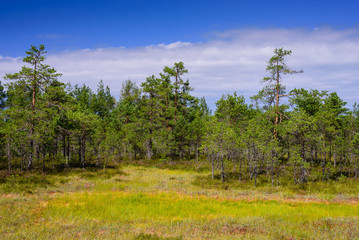 Obraz premium Viru bog (Viru Raba) in Lahemaa national Park, a popular natural attraction in Estonia, a tourist ecological trail. Picturesque landscape with swamp and forest