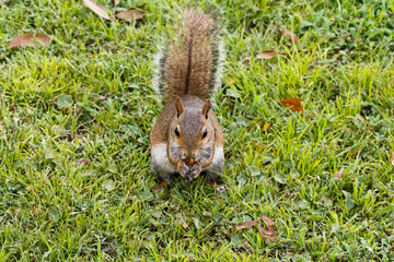 squirrels on the grass