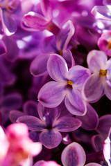 Naklejka na ściany i meble Wild Common Lilac flowers also known as Syringa vulgaris tree blossom blooming in spring.