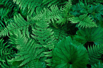 Close-up of green fern leaves in the wild forest. Natural floral background and wallpaper. Natural pattern. Ornamental plants backdrop. Black and green tone. Moody and dramatic foliage. Copy space