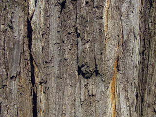 Tree bark close-up