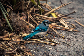 blue jay on a the ground