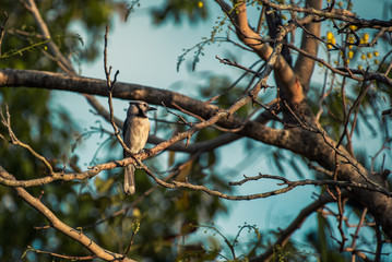 Blue jay perched on the branches of a tree in autumn