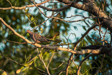 branch of a tree with a dove 