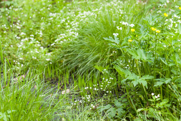 Narrow stream going through a grass field. Spring summer background. Close up.