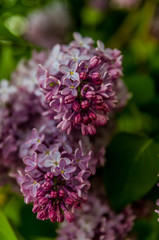 Pink lilac flower