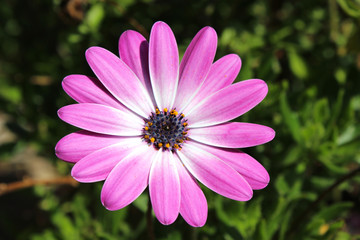 Osteospermum (in german Kapkörbchen) Osteospermum