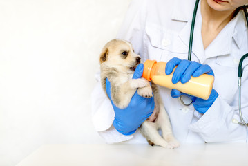 feeding a newborn puppy formula from a bottle closeup.Vet doctor in the clinic. dog care.A pet.