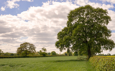 Fototapeta na wymiar Tree in a field.