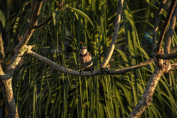 Blue Jay perched in a tree during sunset