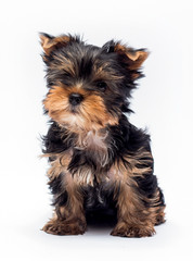 Yorkshire Terrier puppy sitting on a white background
