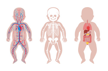 Internal structure of baby body.