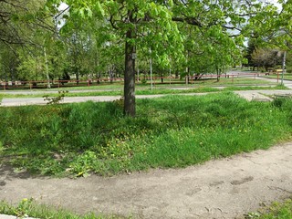 Street in the city in spring.