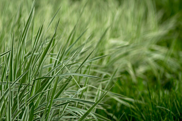Fototapeta na wymiar green and white grass on the lawn