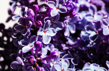 Wild Common Lilac flowers also known as Syringa vulgaris tree blossom blooming in spring.