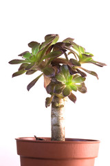 Aeonium on a white background