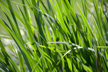 Green grass in the background of bright sunlight from the back
