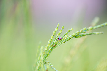 ladybug on ears of rice