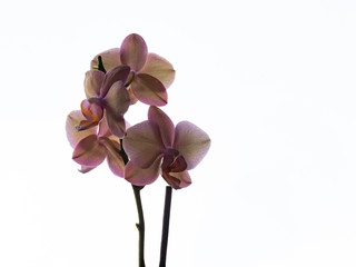 Obraz na płótnie Canvas Close up of pink orchids