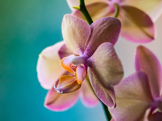 Fototapeta na wymiar Close up of pink orchids
