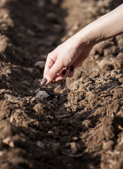 a young woman throws beet seeds into the ground to grow them