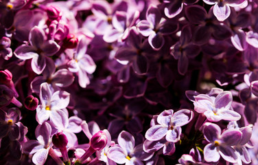 Wild Common Lilac flowers also known as Syringa vulgaris tree blossom blooming in spring.