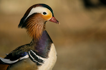 Ptaki © marcinbawiec