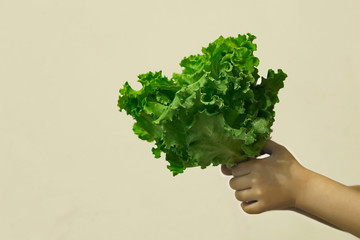 Child hold in his hands lettuce leaves like a bouquet.