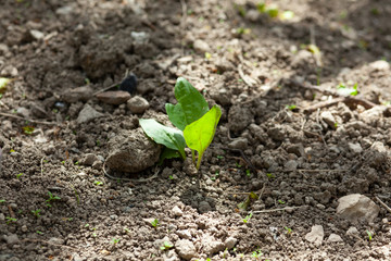 grown plant in the garden