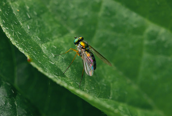 Long-legged fly (Dolichopodidae) on a leaf