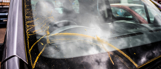 Naklejka na ściany i meble Pollen on the hood of a car. Allergy season. Need wash