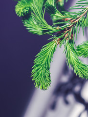 The spruce branch with young green sprouts is on a gradient white-gray background and casts a shadow on it. Seasonal summer and New Year's image. Copy space. Natural background.