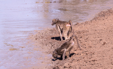 Fototapeta na wymiar Baboons at a waterhole in Kruger National Park, South Africa
