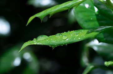 Water beaded on a thorny Chinese holly (Ilex cornuta) leaf