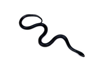 クロキングヘビ