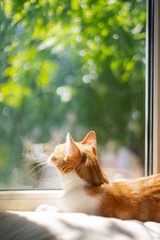Funny red cat sits at a window and yawns. outside a sunny summer day. Close up portrait ginger cat