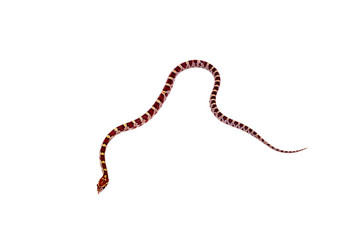 コーンスネーク