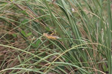 green field macro
