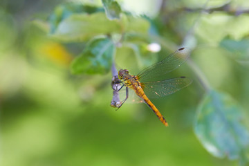 Sympetrum danae,Black Meadowhawk dragonfly insect sitting on the leaves of a green tree